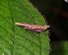 Rostella processus