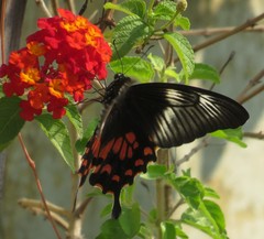 Papilio polytes