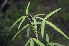 Crotalaria lanceolata lanceolata