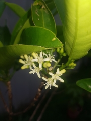 Acronychia wilcoxiana