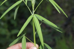 Crotalaria lanceolata lanceolata