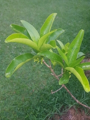 Acronychia wilcoxiana