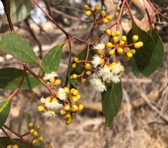 Eucalyptus behriana