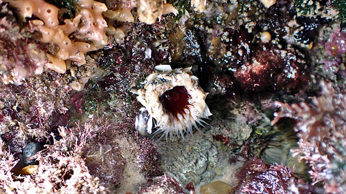 photo of Speckled Rock Anemone (Oulactis muscosa)
