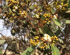 Eucalyptus behriana