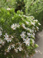 Olearia glutinosa
