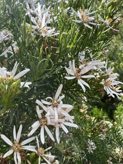 Olearia glutinosa