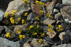 Draba hispida