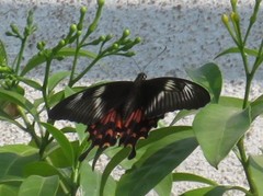Papilio polytes