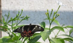 Papilio polytes
