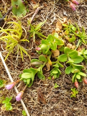 Epilobium confertifolium