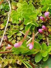 Epilobium confertifolium