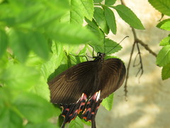 Papilio polytes