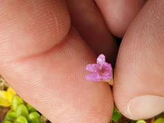 Epilobium confertifolium