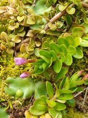 Epilobium confertifolium