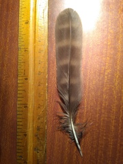 Ninox novaeseelandiae