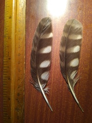 Ninox novaeseelandiae