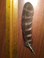 Ninox novaeseelandiae