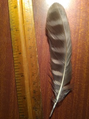 Ninox novaeseelandiae