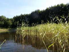 Phragmites australis
