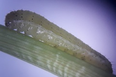 Spodoptera triturata