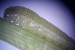 Spodoptera triturata