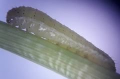 Spodoptera triturata