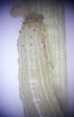 Spodoptera triturata