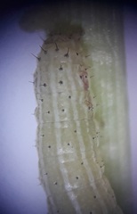 Spodoptera triturata