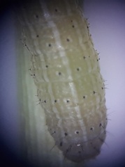 Spodoptera triturata