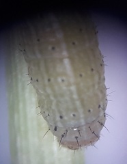 Spodoptera triturata