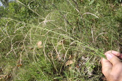 Leptochloa decipiens