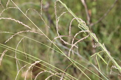 Leptochloa decipiens