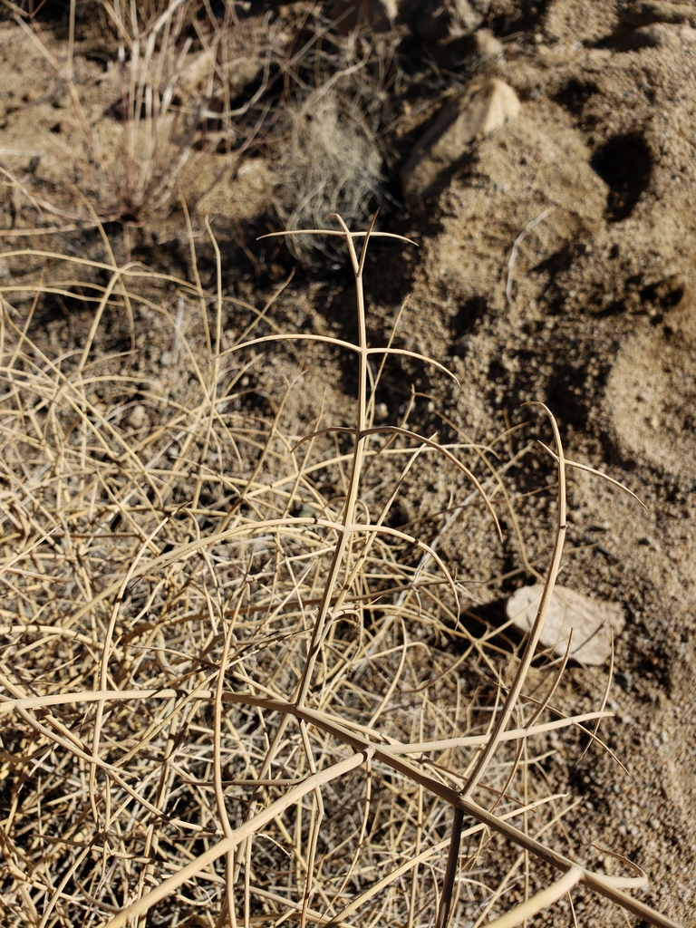 Paperbag Bush from Riverside County, CA, USA on December 31, 2021 at 12