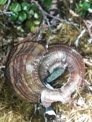 Powelliphanta marchanti