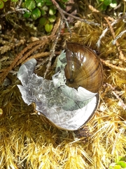 Powelliphanta marchanti