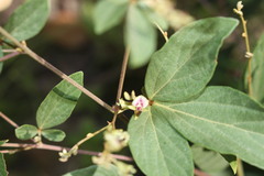 Flemingia lineata