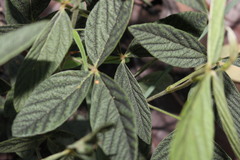 Flemingia parviflora