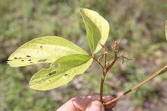 Flemingia parviflora