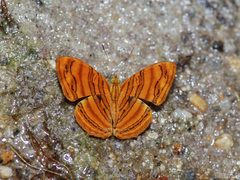 Chersonesia intermedia