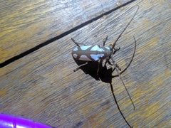 Prosopocera lactator