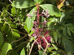 Medinilla formosana