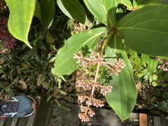 Medinilla formosana