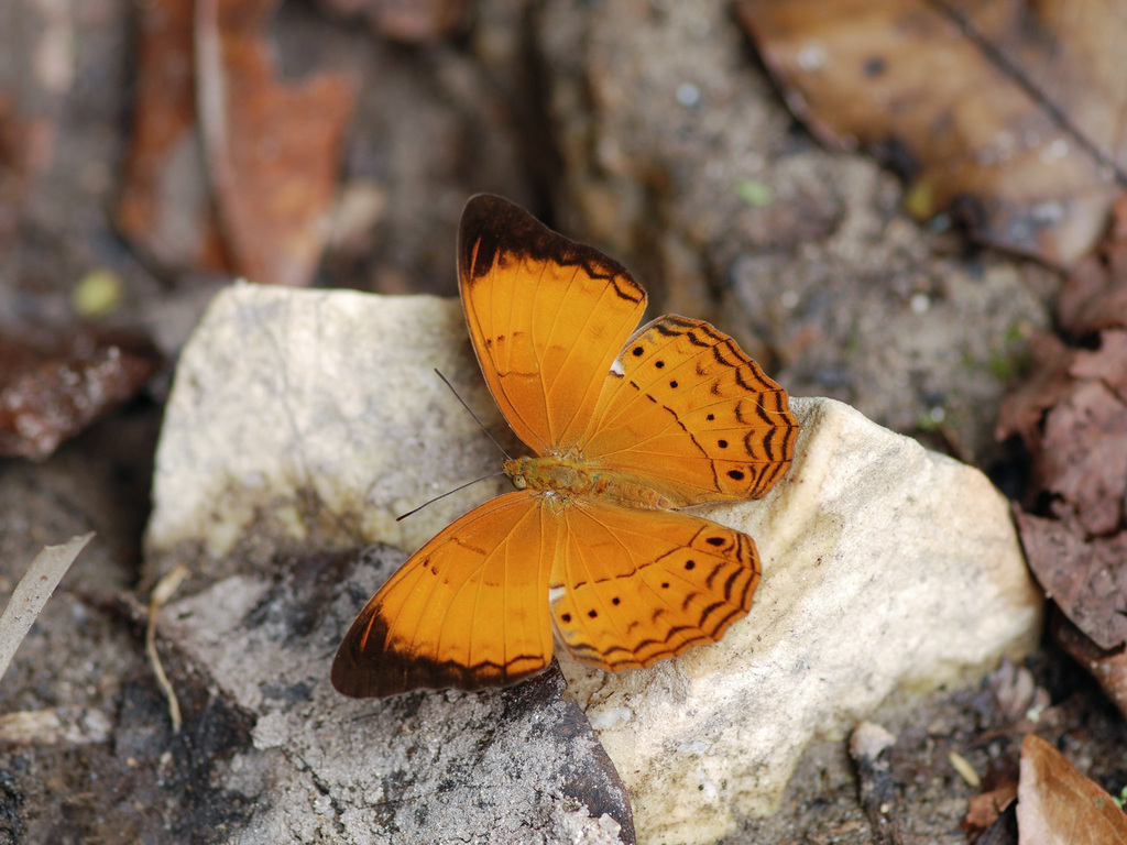 Cirrochroa malaya