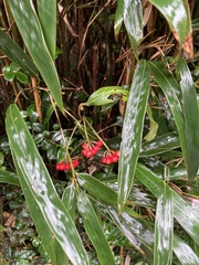 Ardisia crispa