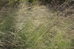 Leptochloa decipiens