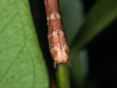 Lopaphus balteatus