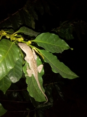 Anolis sagrei