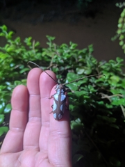 Prosopocera lactator