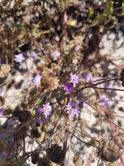 Phyllopodium cephalophorum
